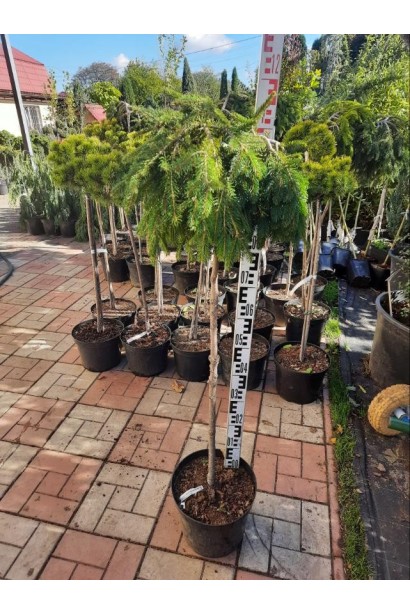 Ялина звичайна / європейська Форманек - 10л/вис.120-130см/Ø40-50см/ШТАМБ 100-110см